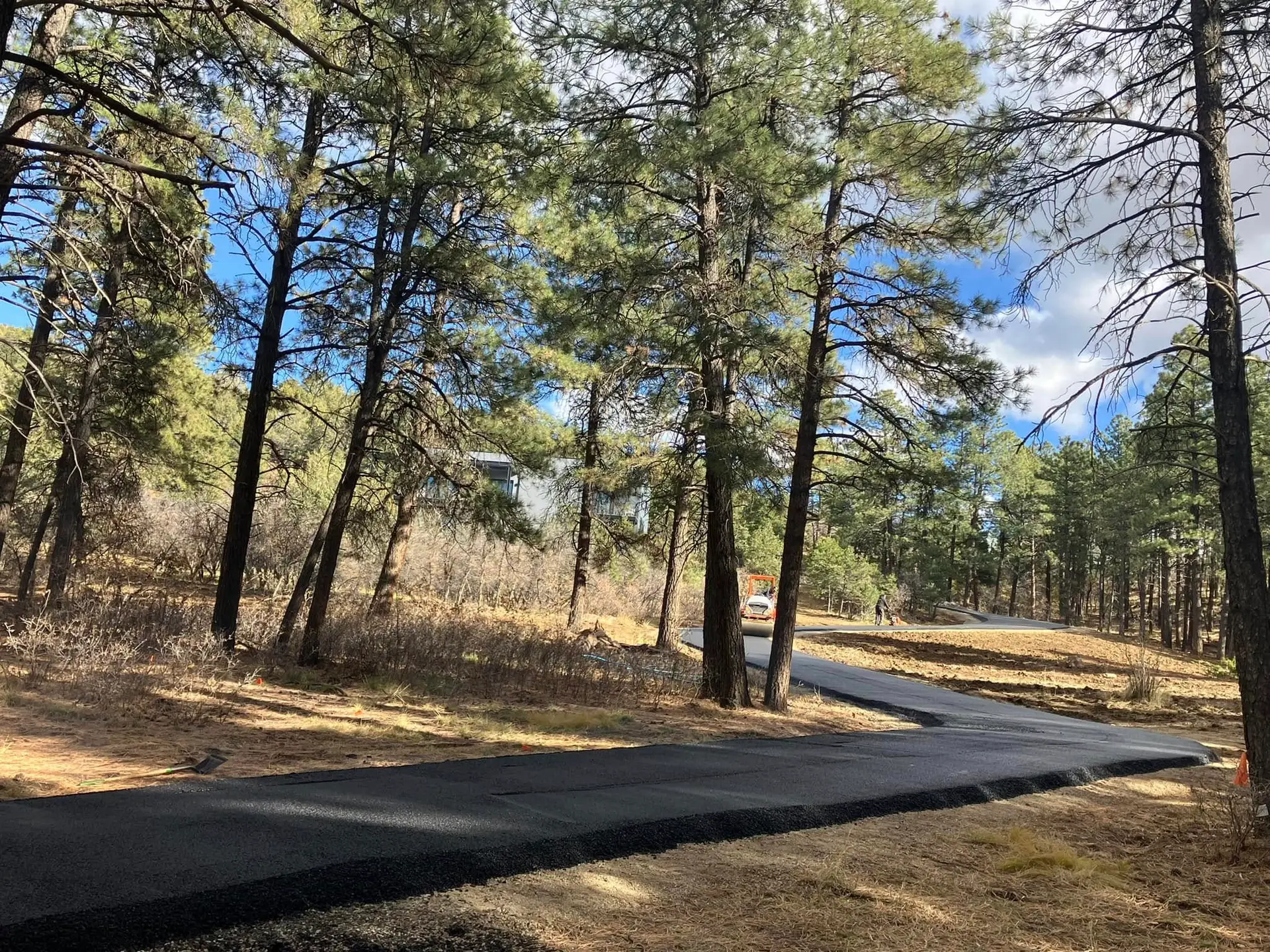 a road through a forest